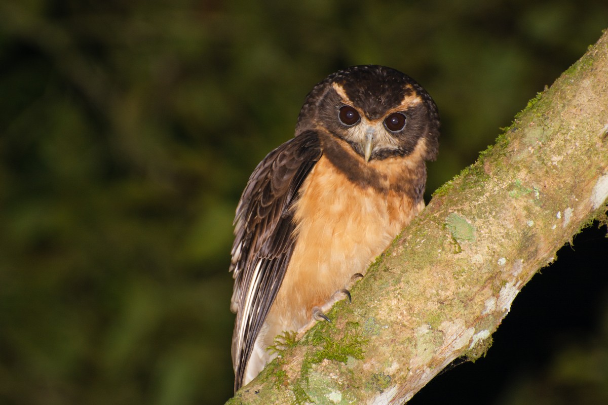 Tawny-browed Owl - Marcos Eugênio Birding Guide