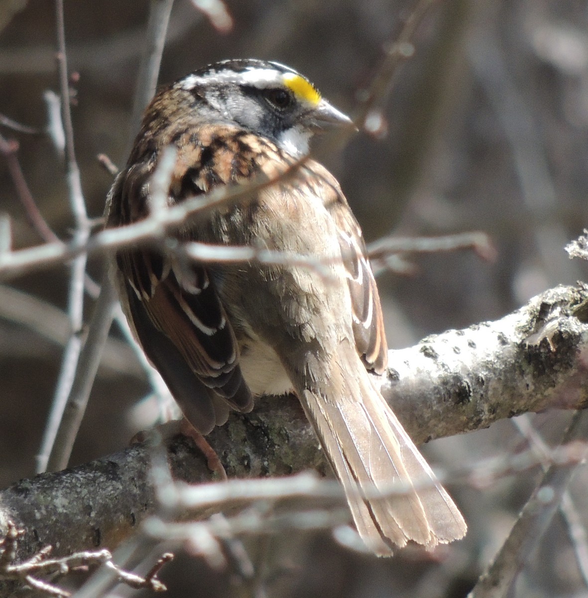 White-throated Sparrow - ML523250581