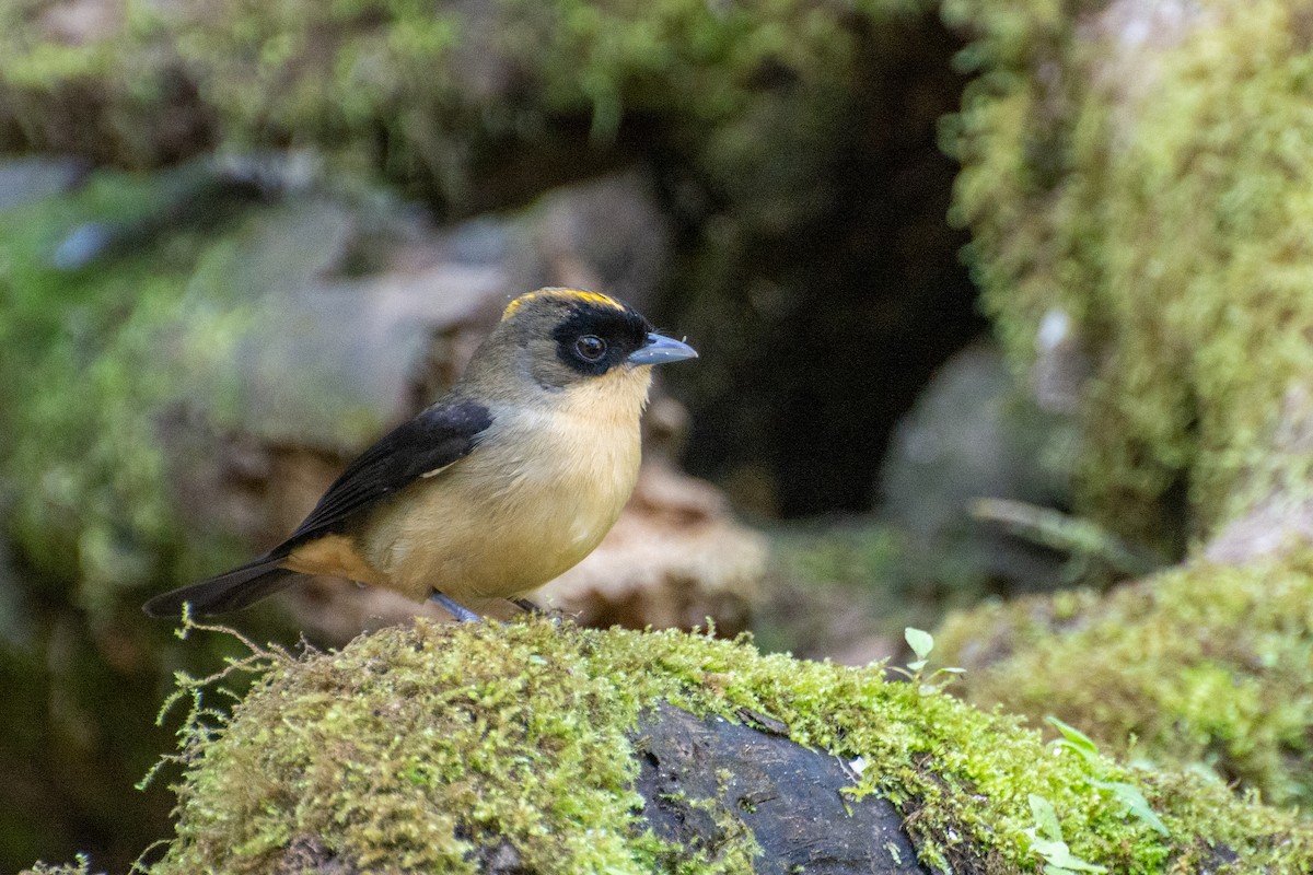 Black-goggled Tanager - ML523253121