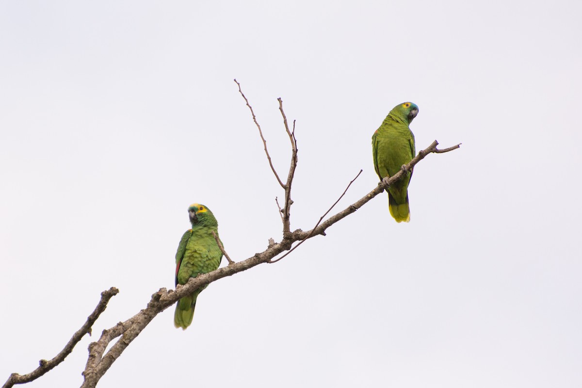 Turquoise-fronted Parrot - ML523253651