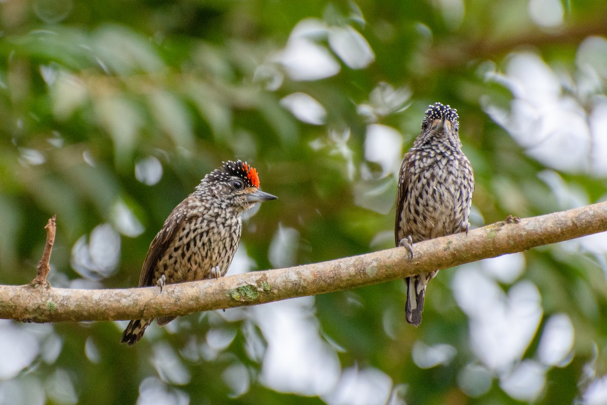 White-wedged Piculet - ML523253801