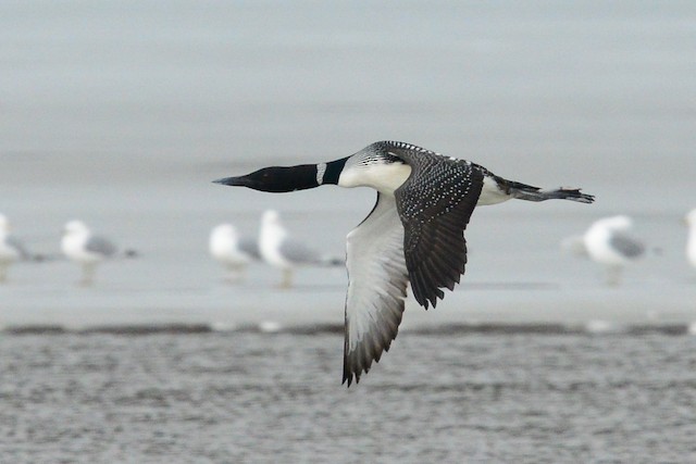 common loon flying