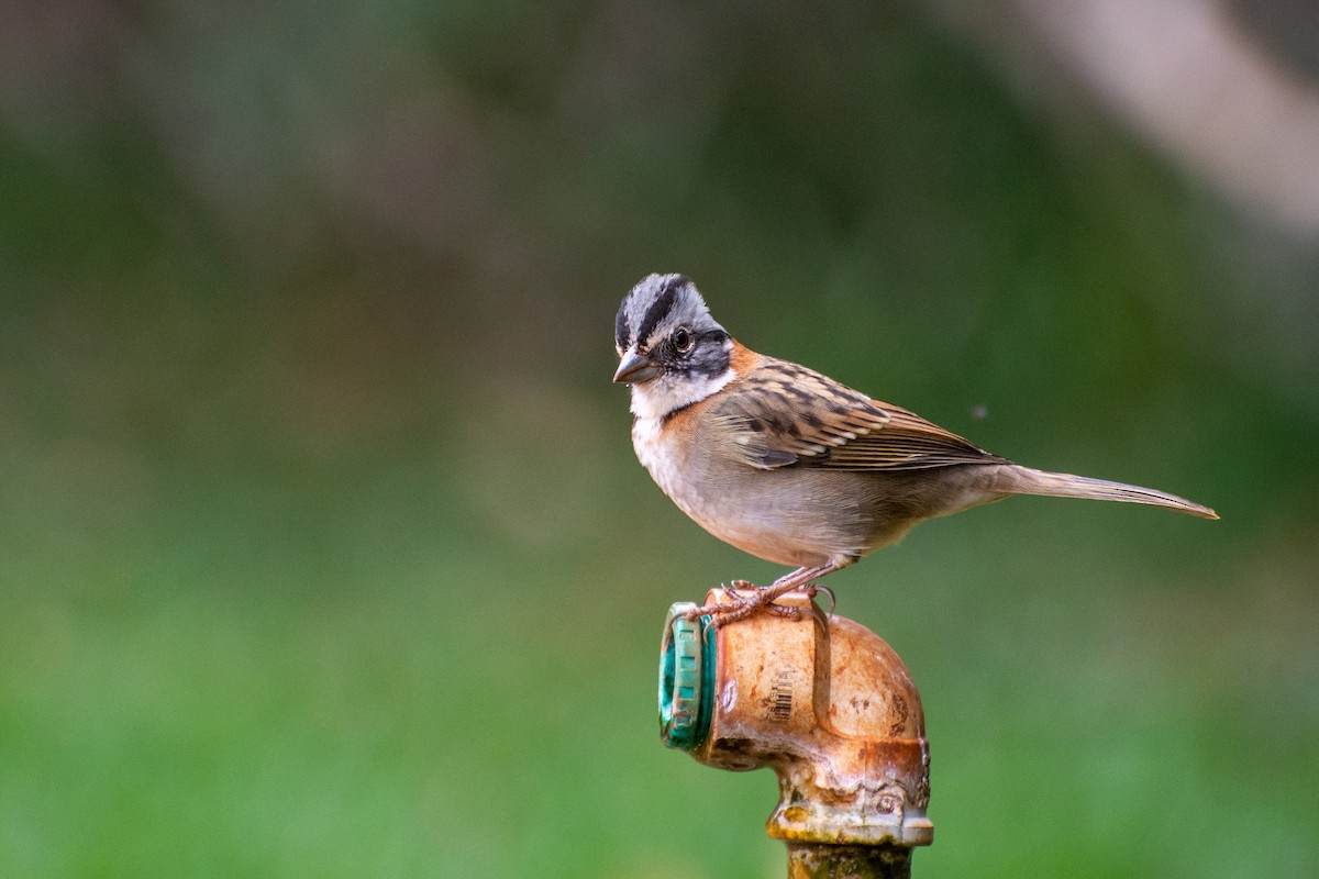 Rufous-collared Sparrow - ML523253911