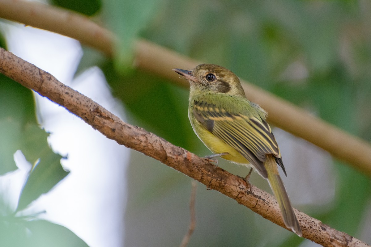 Sepia-capped Flycatcher - ML523254541