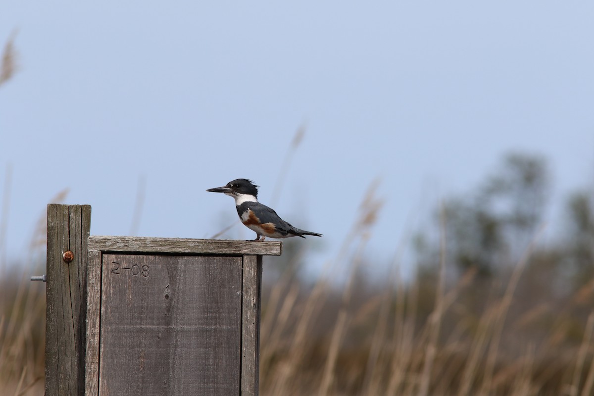 Belted Kingfisher - ML52325821