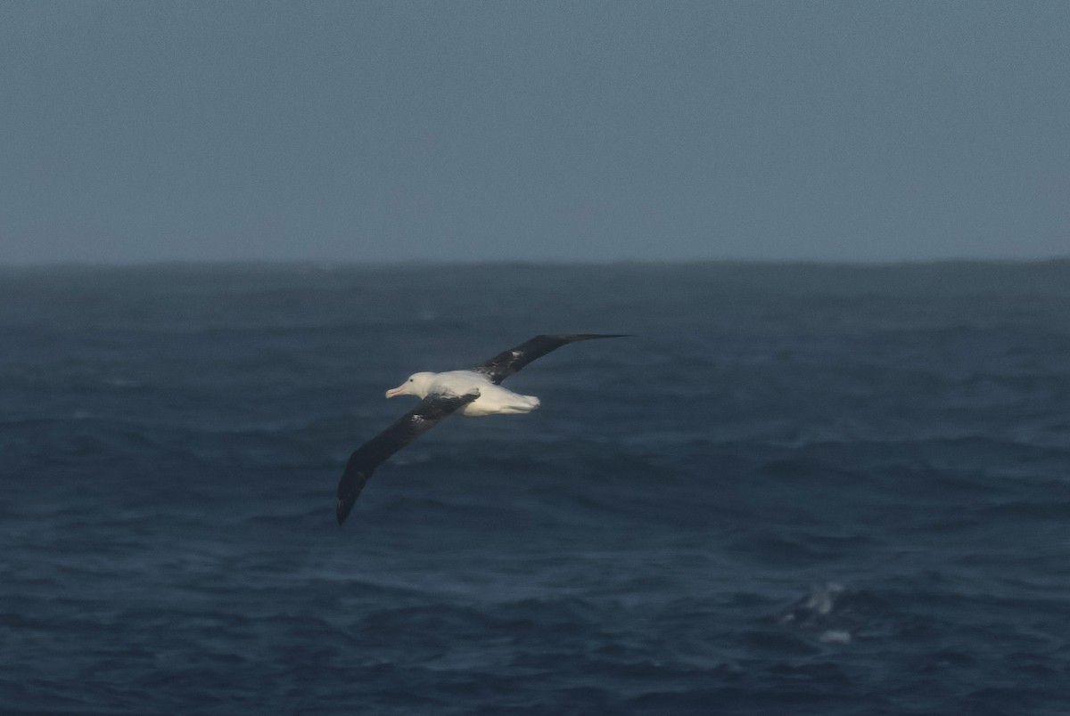 Northern/Southern Royal Albatross - Pam Rasmussen
