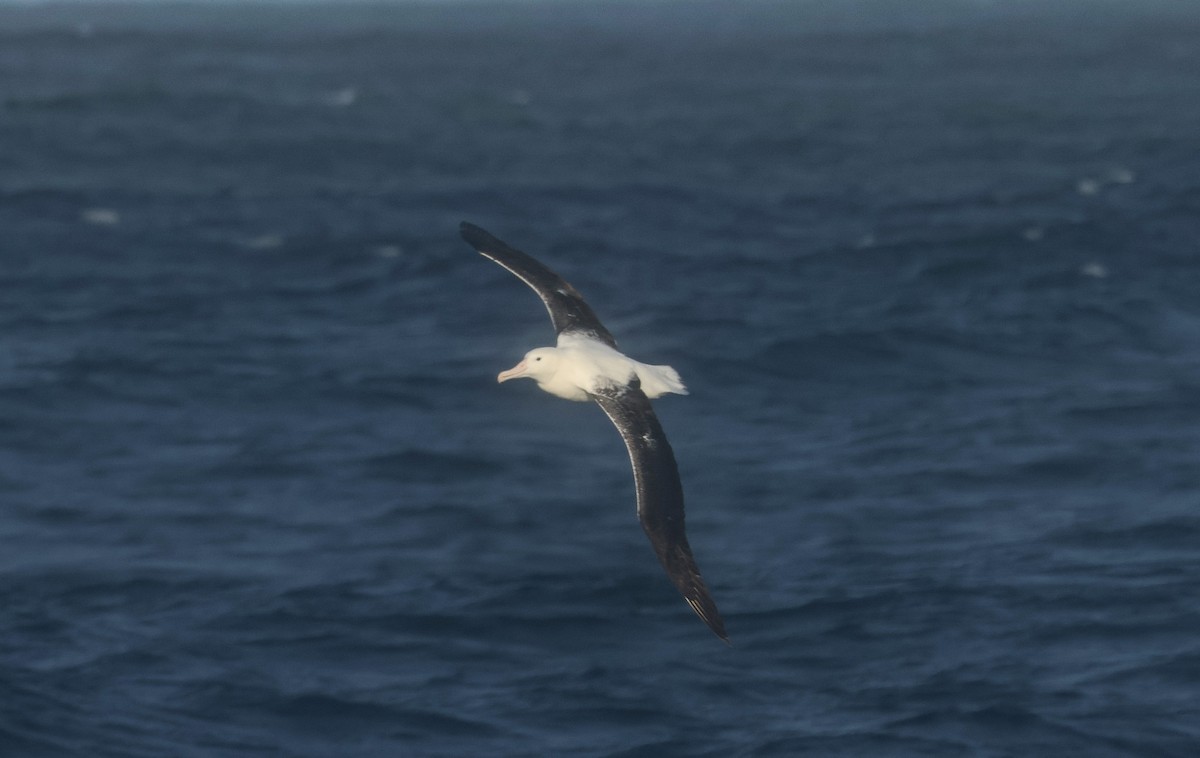 Northern/Southern Royal Albatross - ML523260951