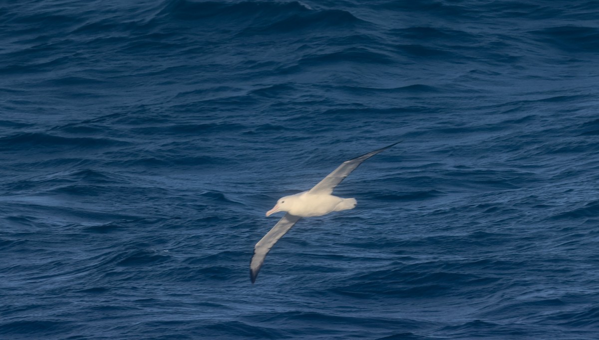 Northern/Southern Royal Albatross - ML523260981