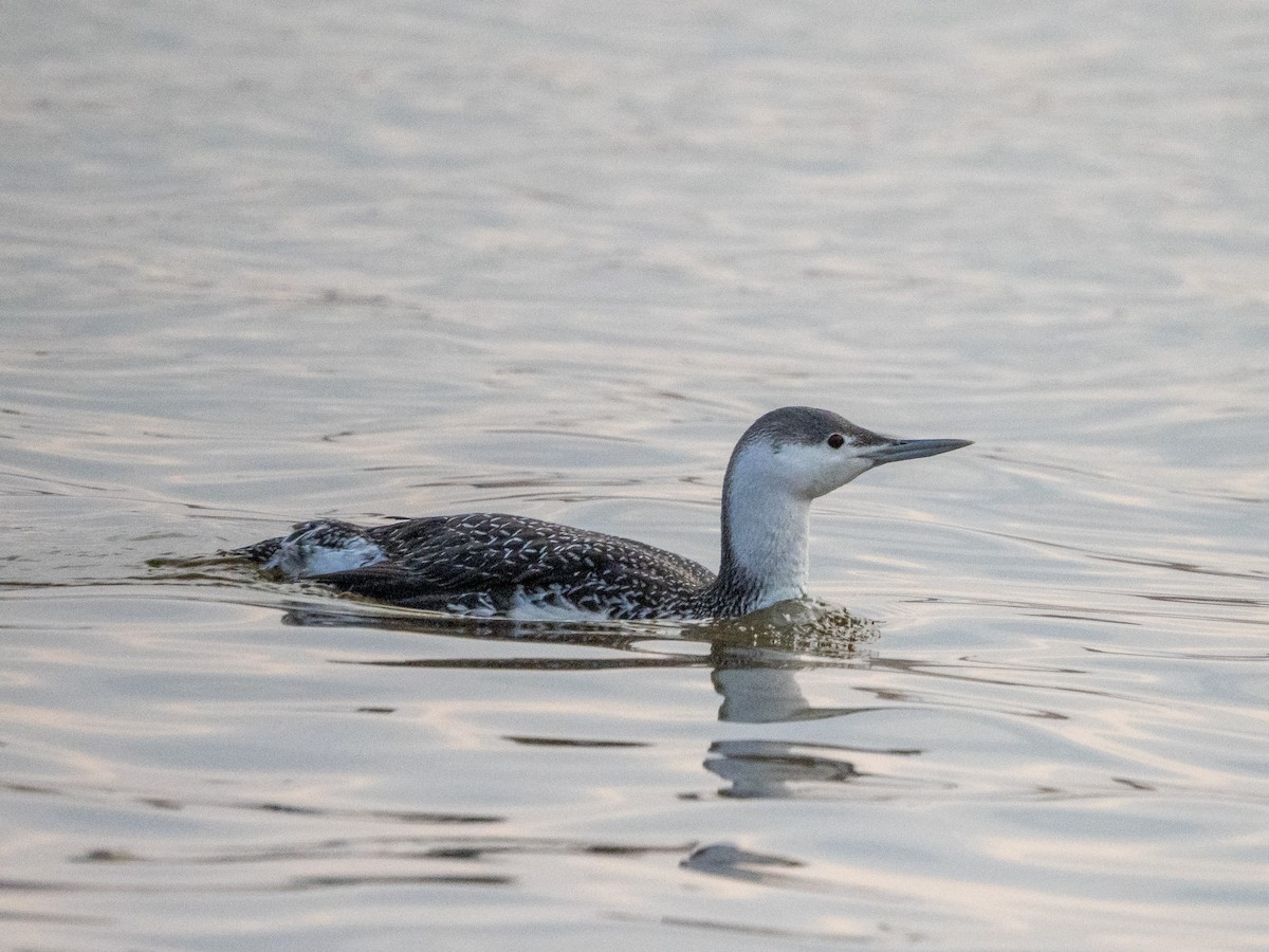 Red-throated Loon - ML523263041