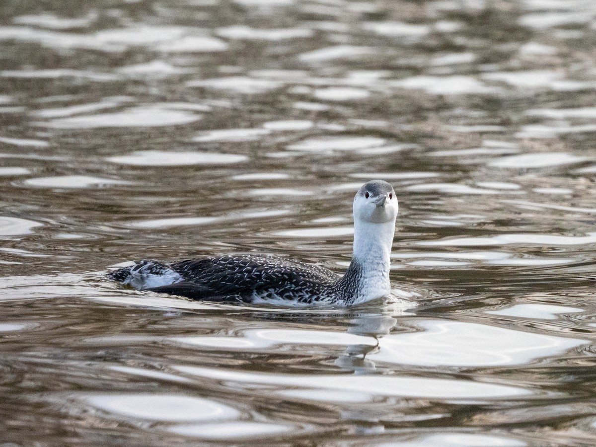 Red-throated Loon - ML523263071