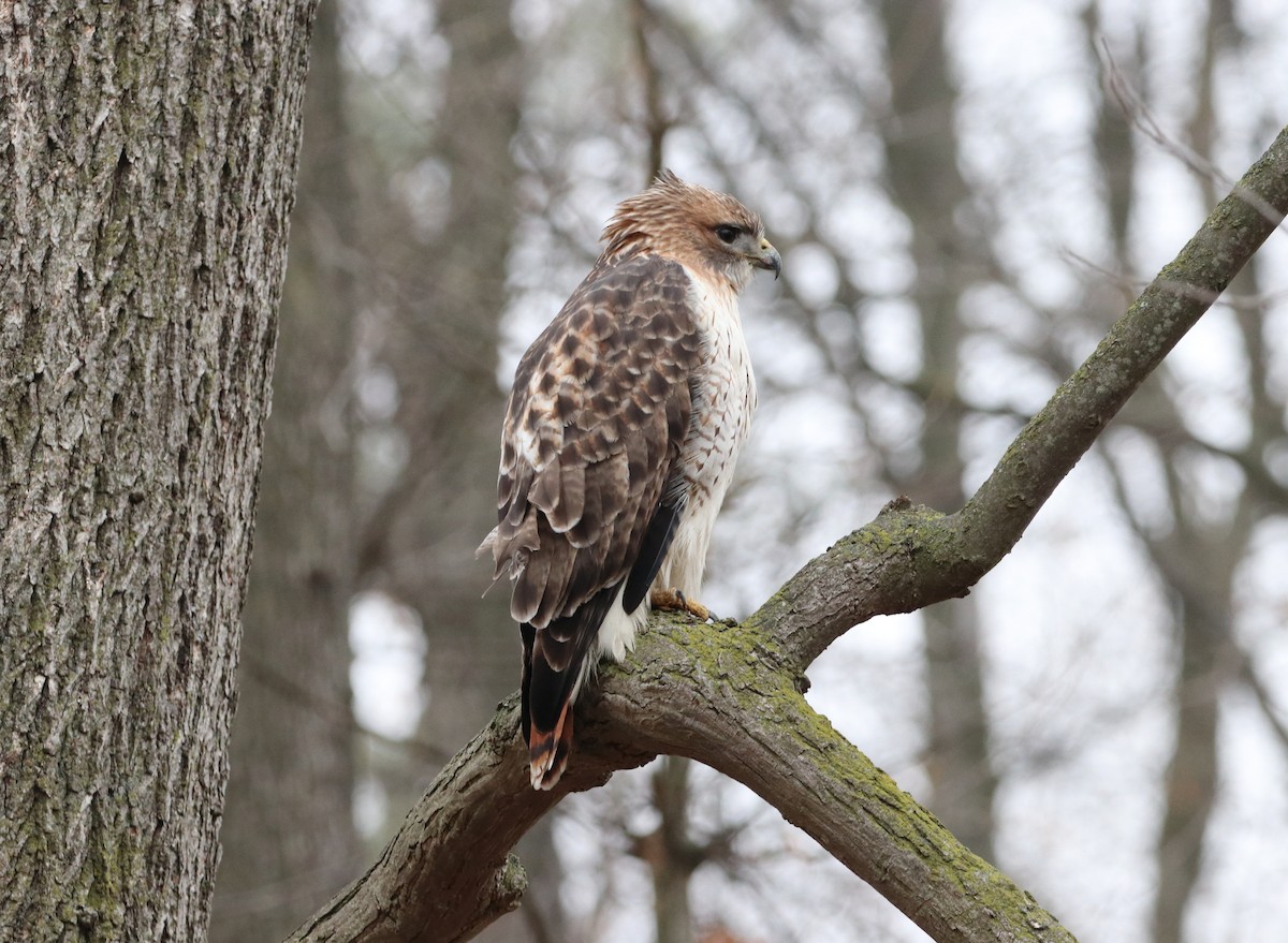 Red-tailed Hawk - ML523264851