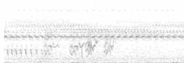 Weißbrust-Ameisenwürger - ML523267851