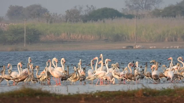 Greater Flamingo - ML523271891
