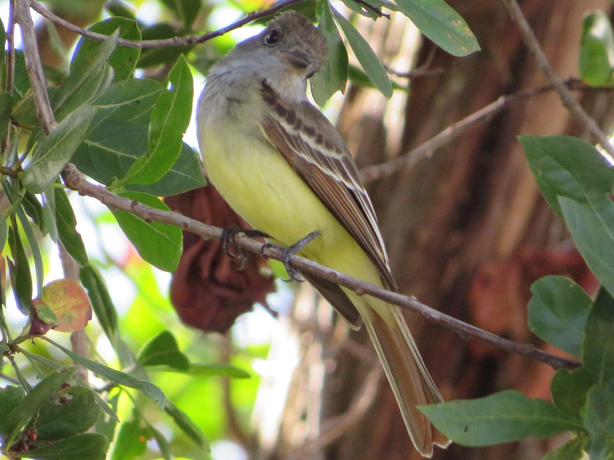 Great Crested Flycatcher - ML523272291