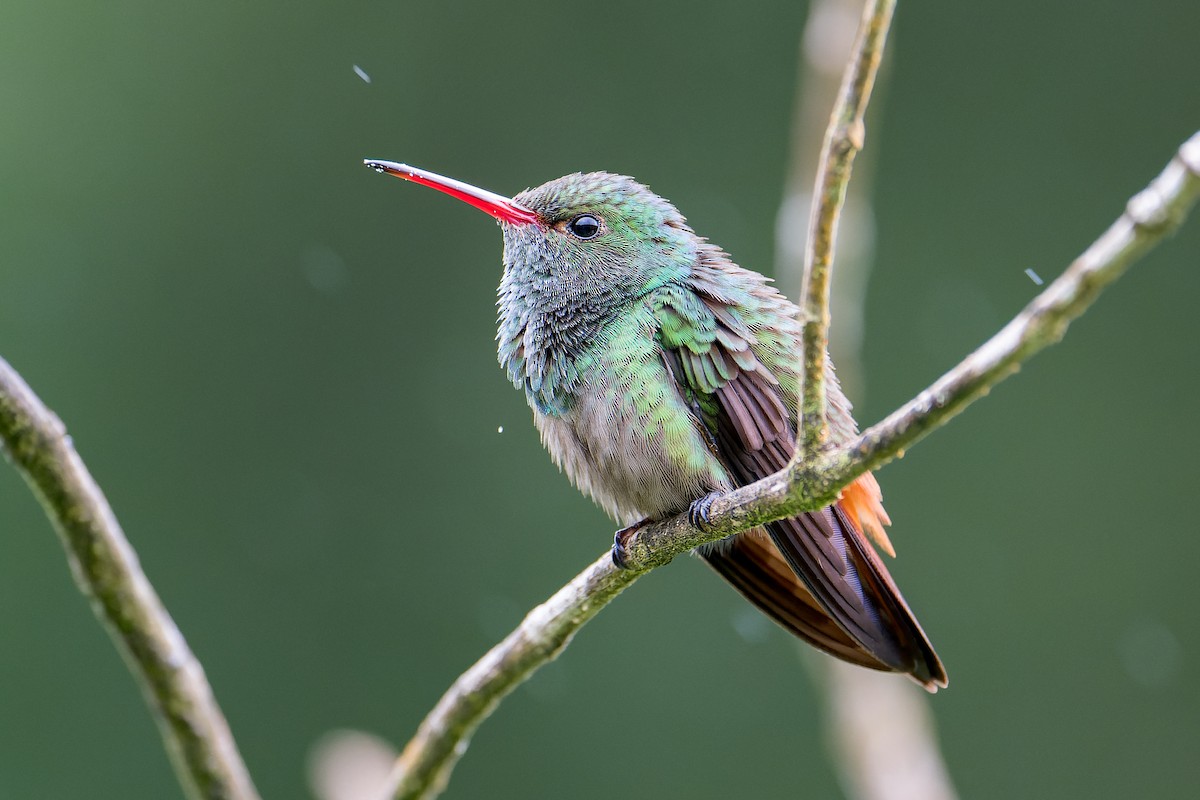 Rufous-tailed Hummingbird - ML523277721