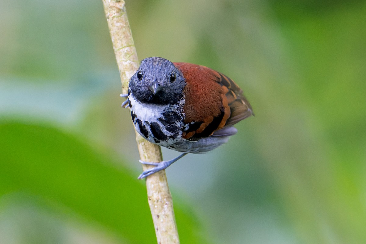 Spotted Antbird - ML523277881