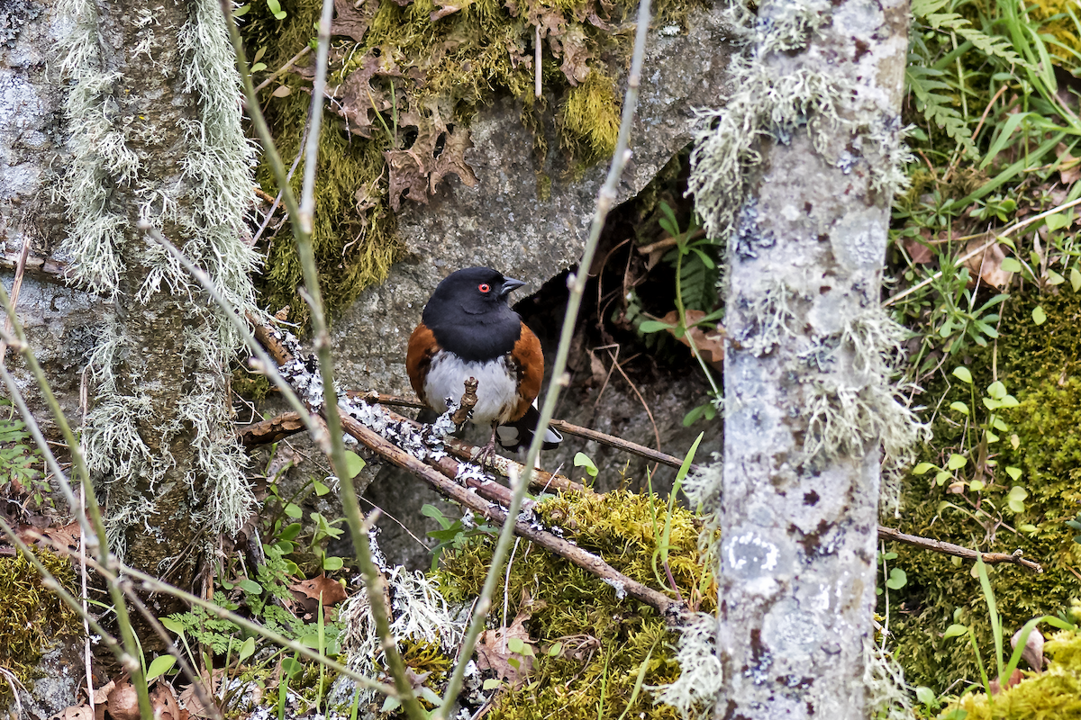 Spotted Towhee - ML52328601