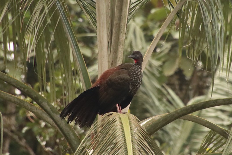 Crested Guan - ML523291591
