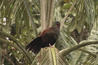 Crested Guan, ML523291591