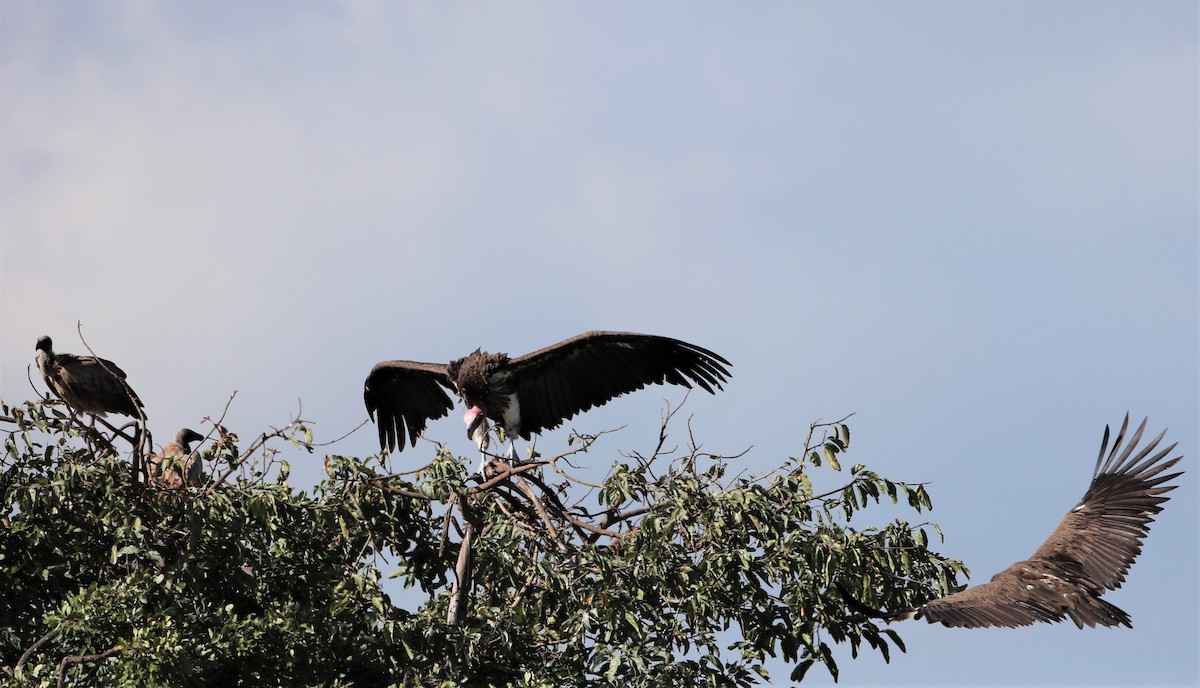 Lappet-faced Vulture - ML523292751