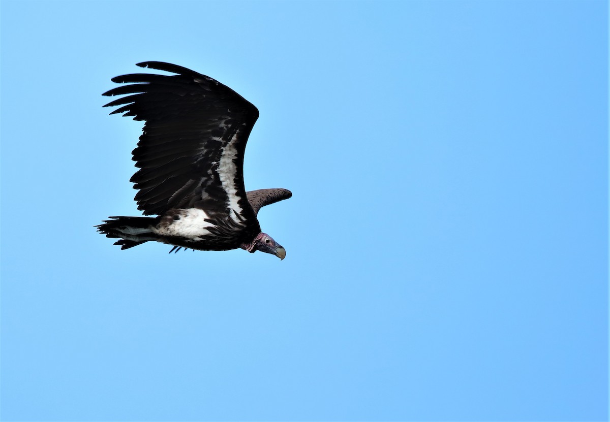 Lappet-faced Vulture - ML523293471