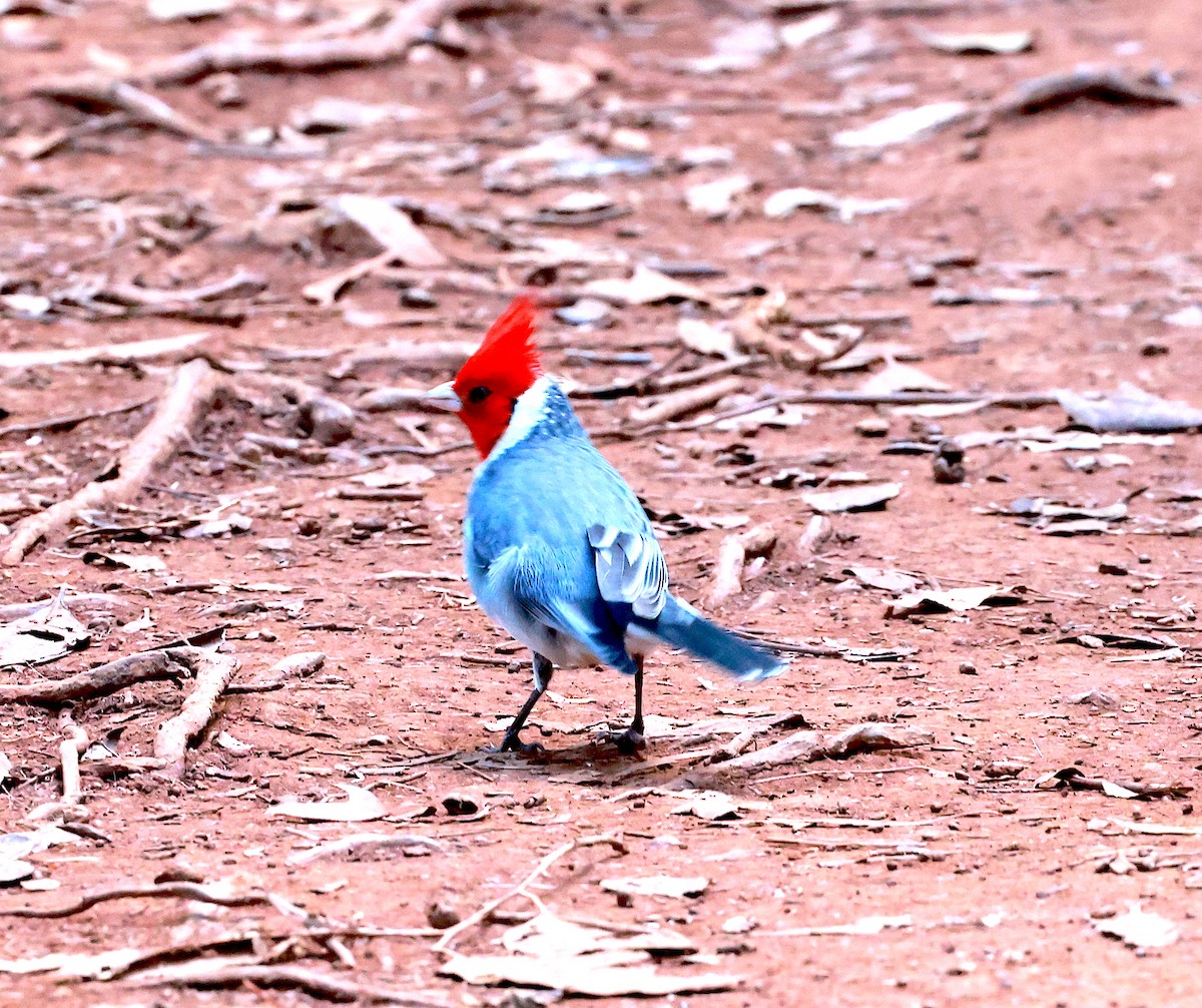 Red-crested Cardinal - ML523295221