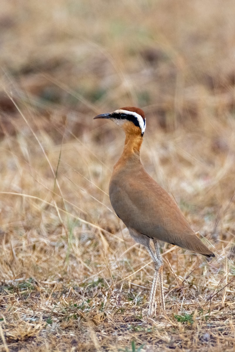 Indian Courser - ML523300781