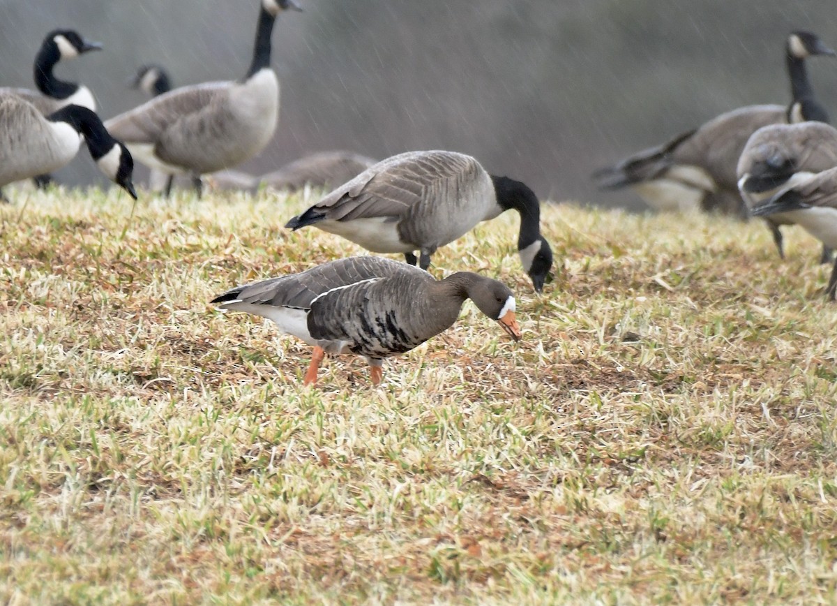 Greater White-fronted Goose - Sue Palmer
