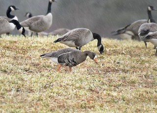 Greater White-fronted Goose, ML523302271