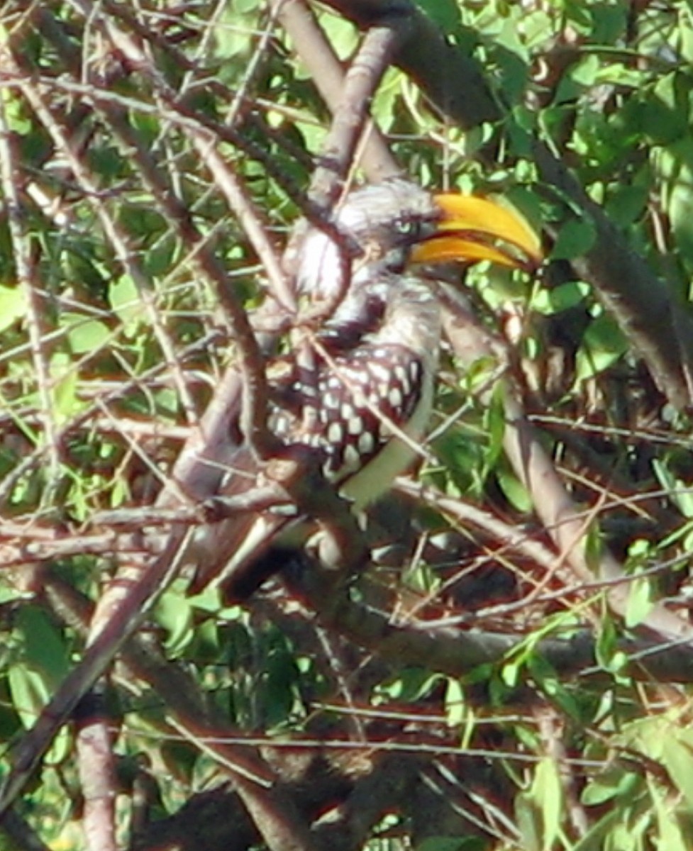 Eastern Yellow-billed Hornbill - ML523302401