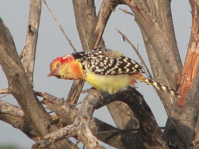 Red-and-yellow Barbet - ML523302711