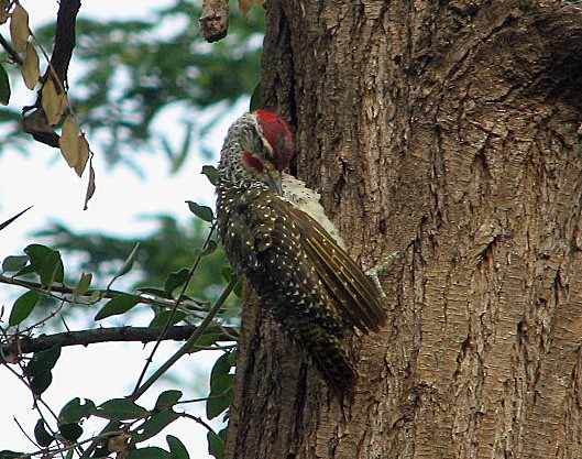 Nubian Woodpecker - ML523303211
