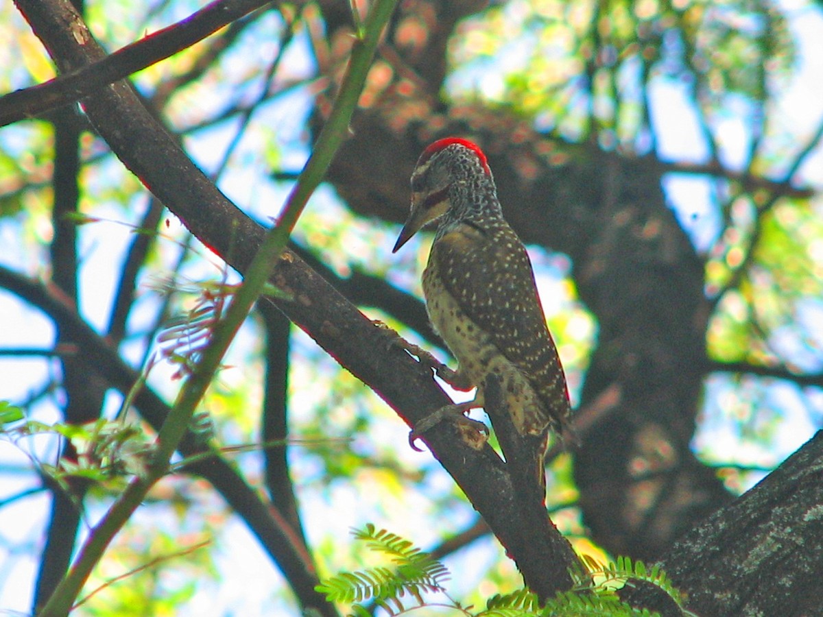 Nubian Woodpecker - ML523303221