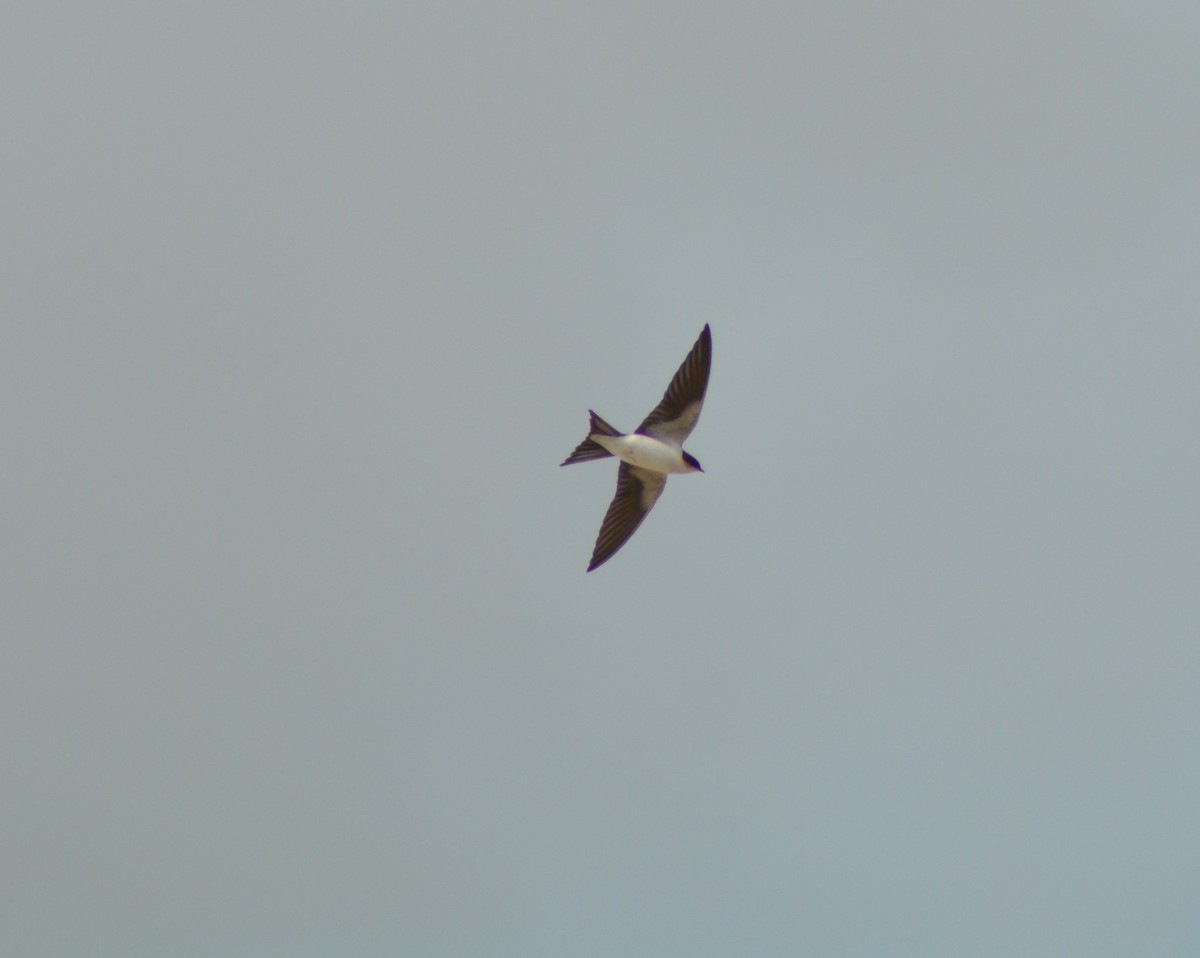 Bahama Swallow - ML52330411