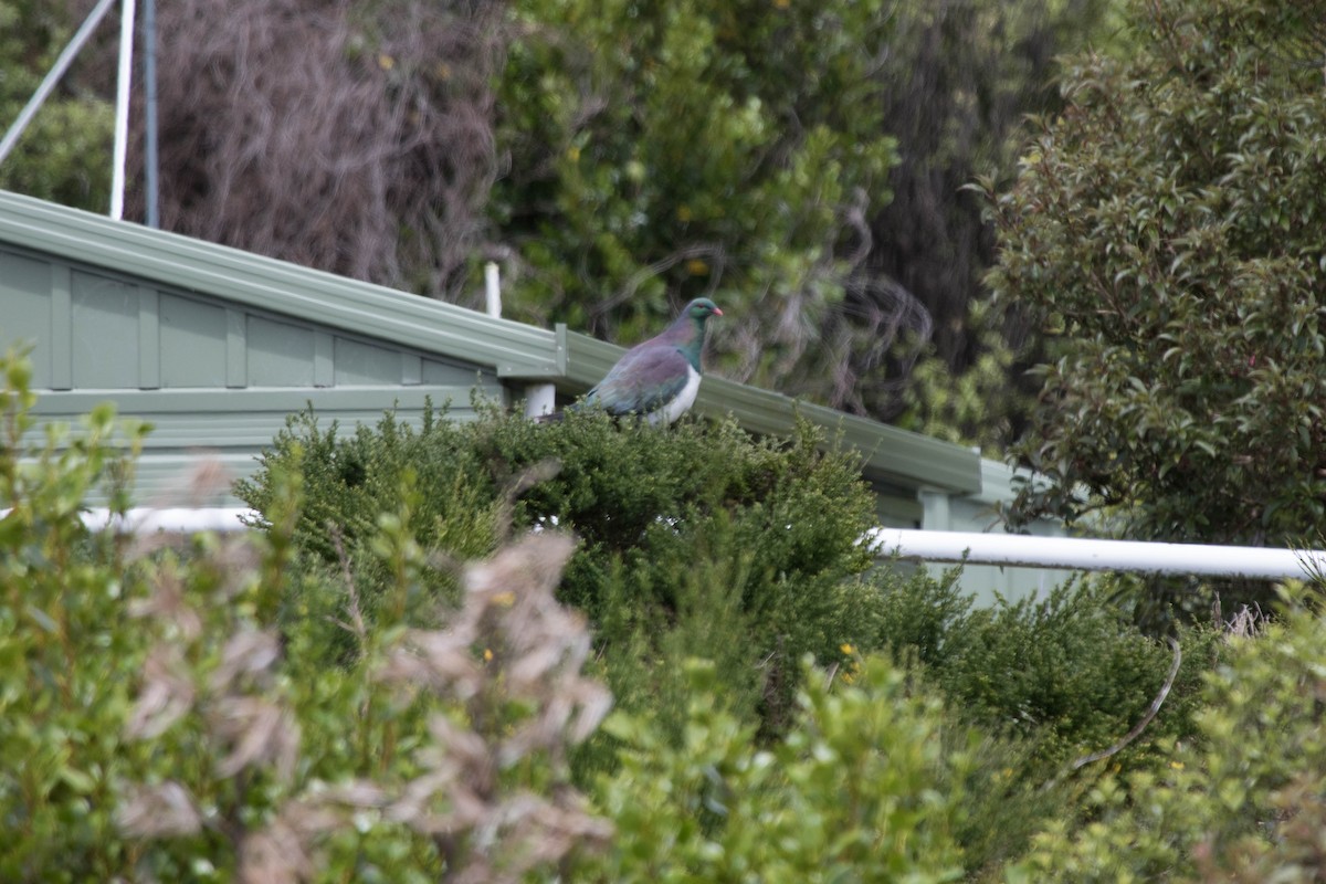 New Zealand Pigeon - ML523305951