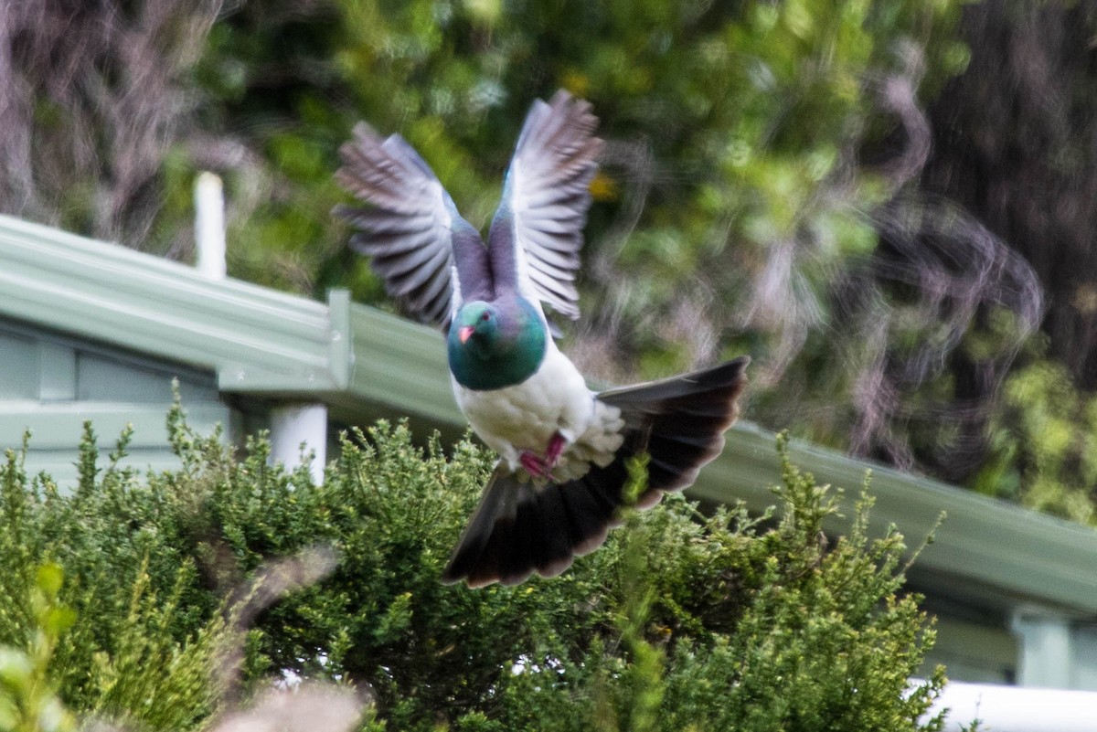 New Zealand Pigeon - ML523305961