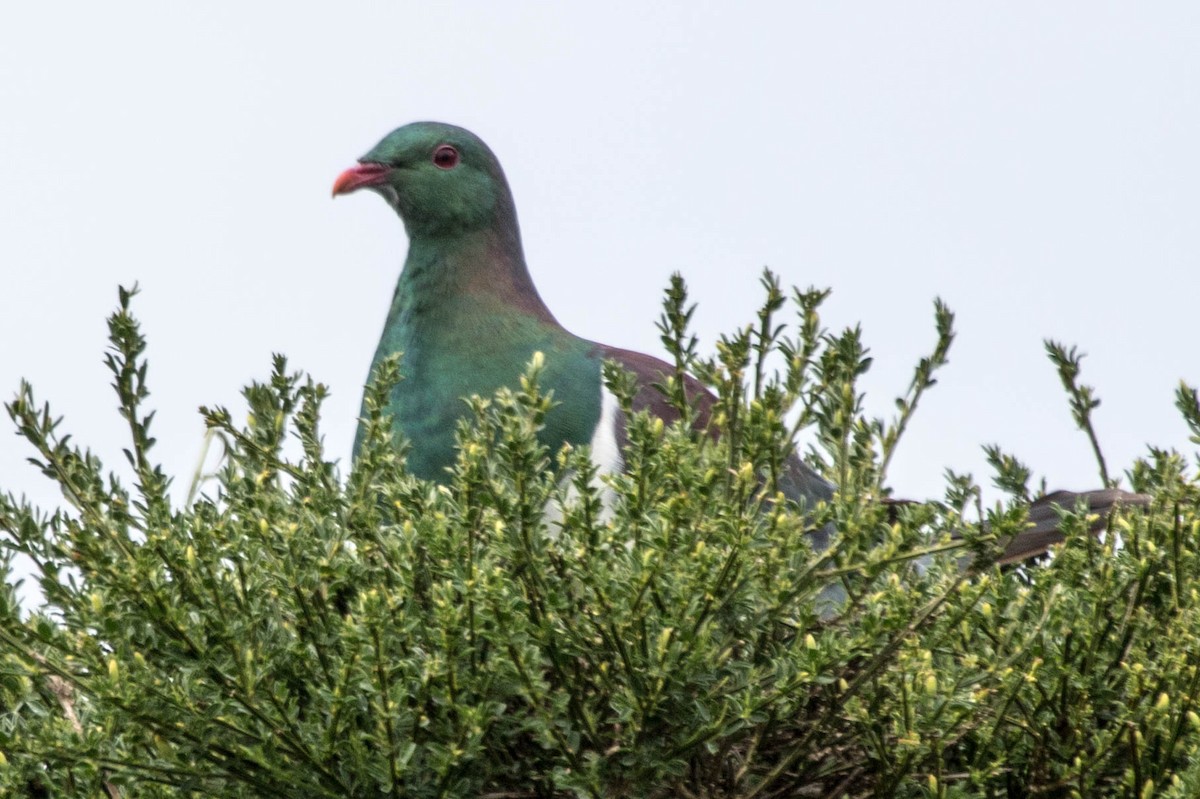 New Zealand Pigeon - ML523305971