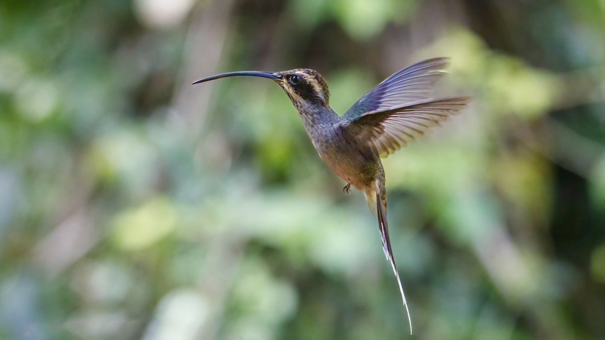 Scale-throated Hermit - ML523309621