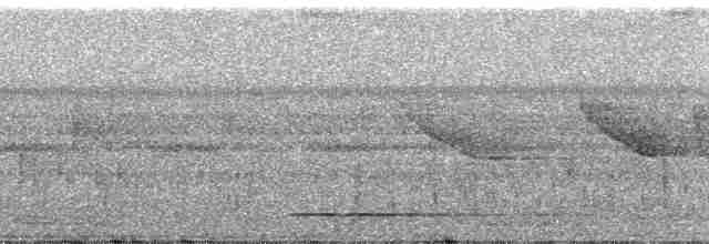 Gray Tinamou - ML52331