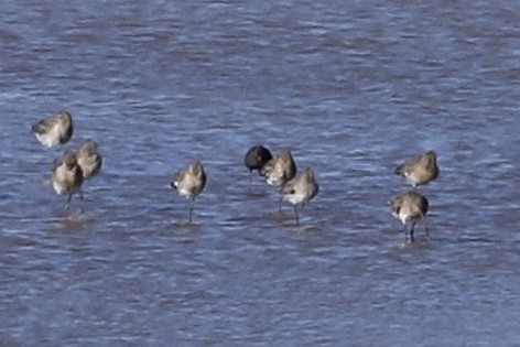 Spotted Redshank - ML523311651