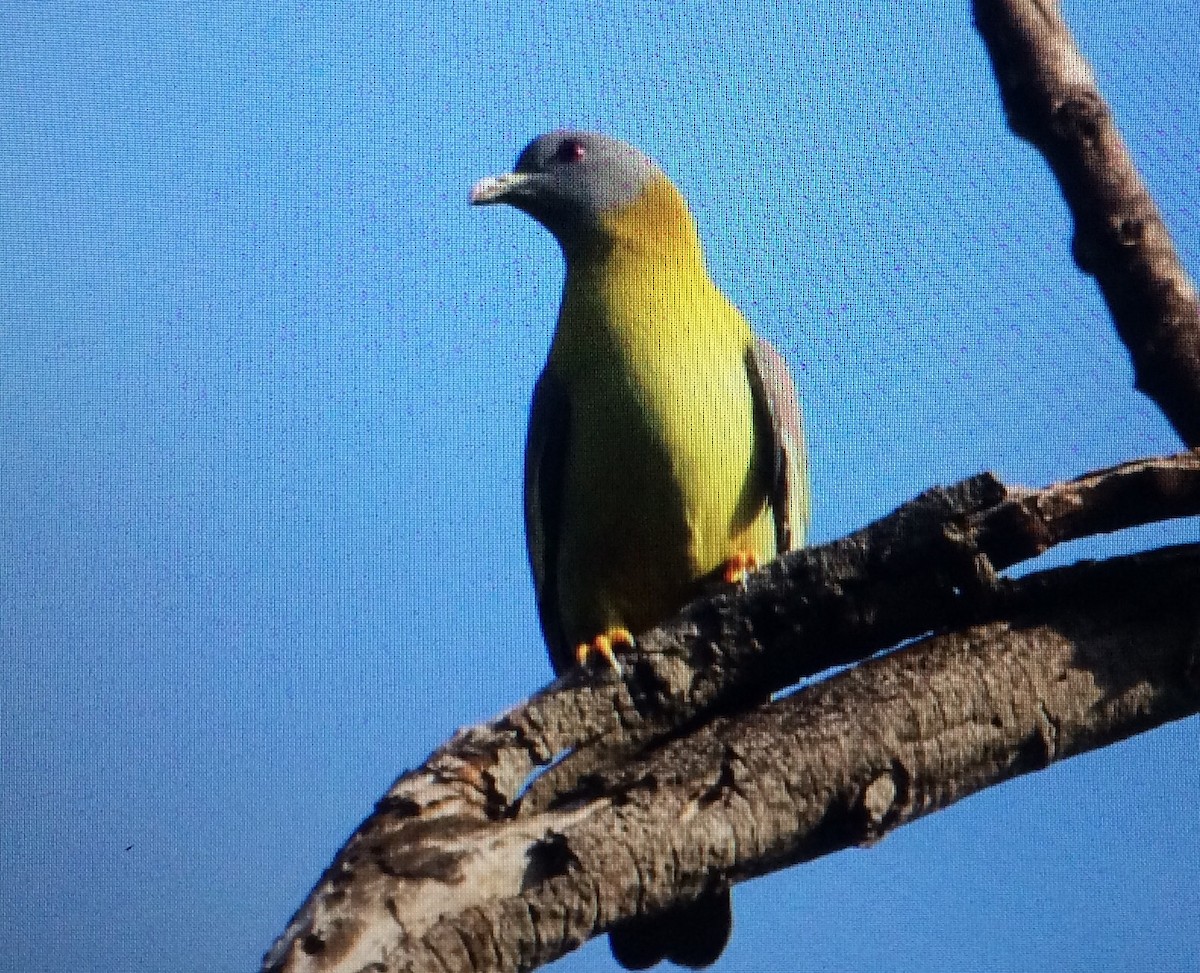 Yellow-footed Green-Pigeon - Abhijith surendran