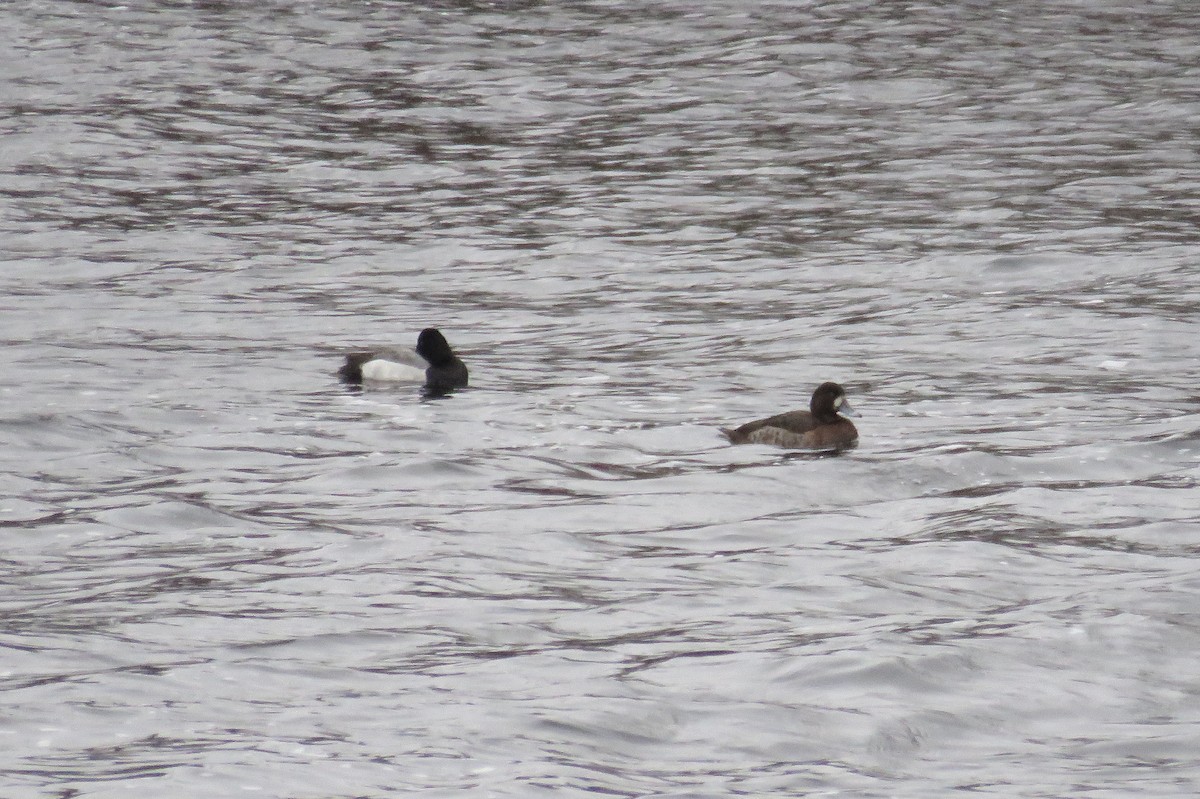Greater Scaup - ML523314101