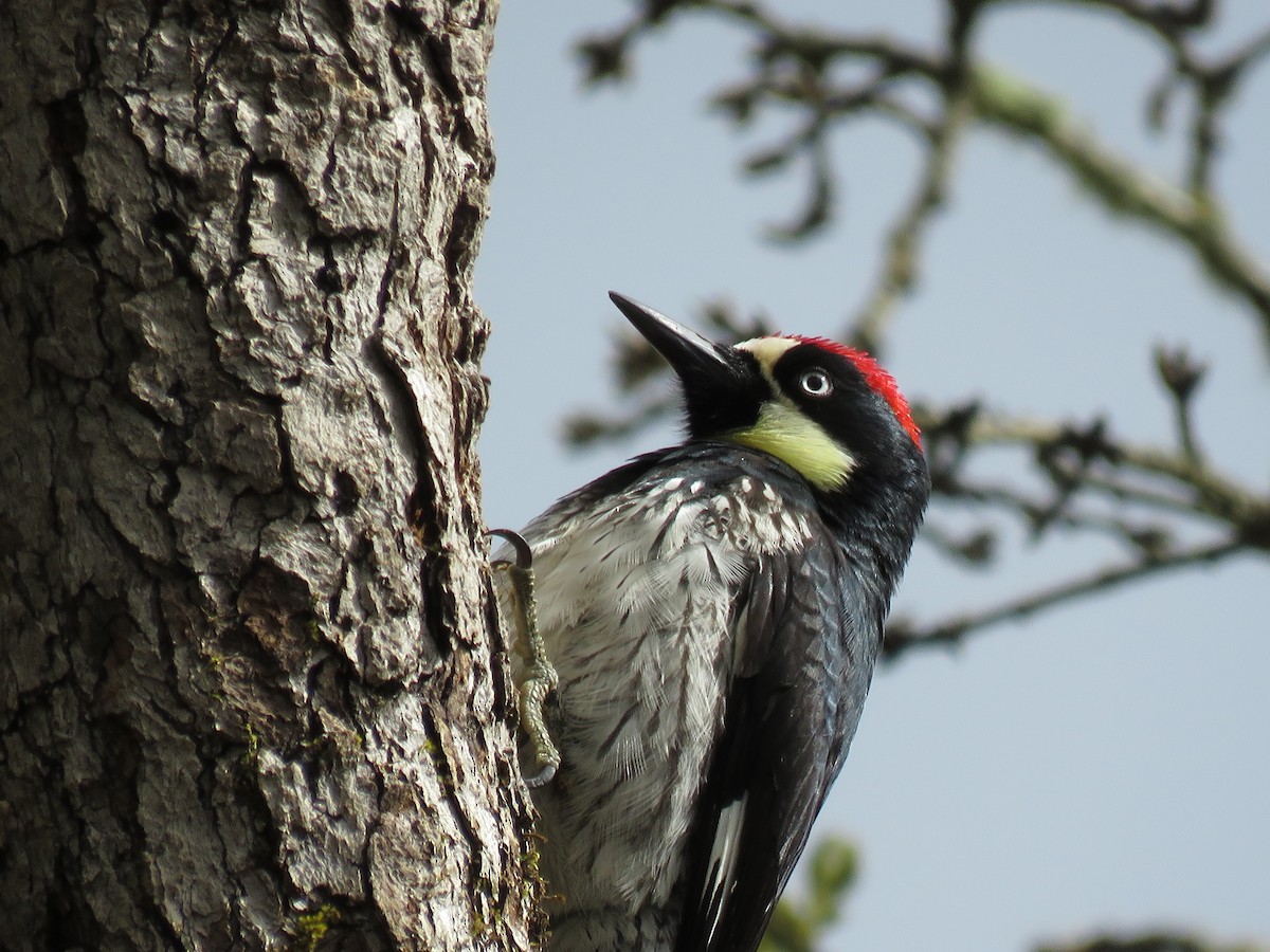 Acorn Woodpecker - ML52331481