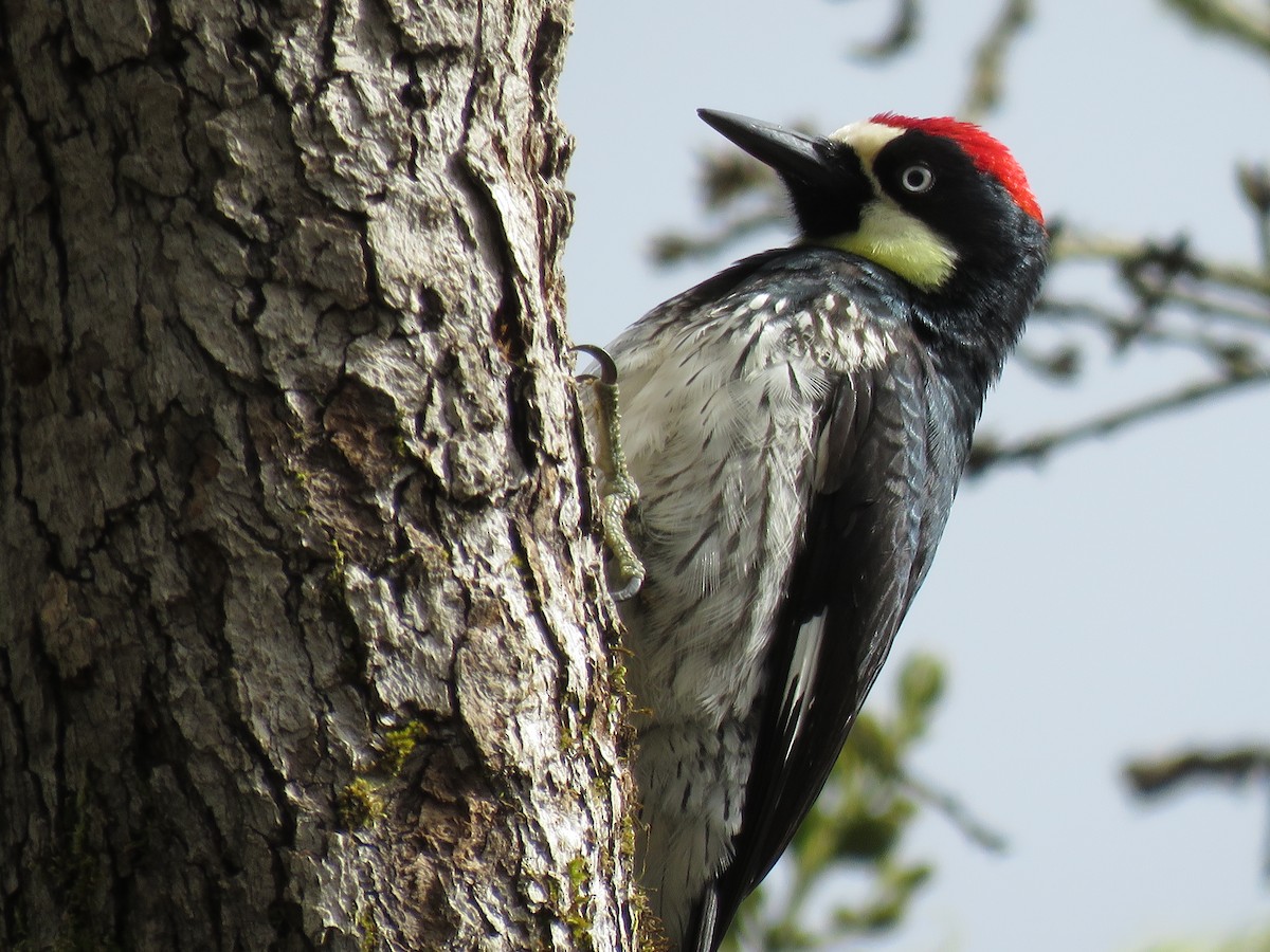 Acorn Woodpecker - ML52331491