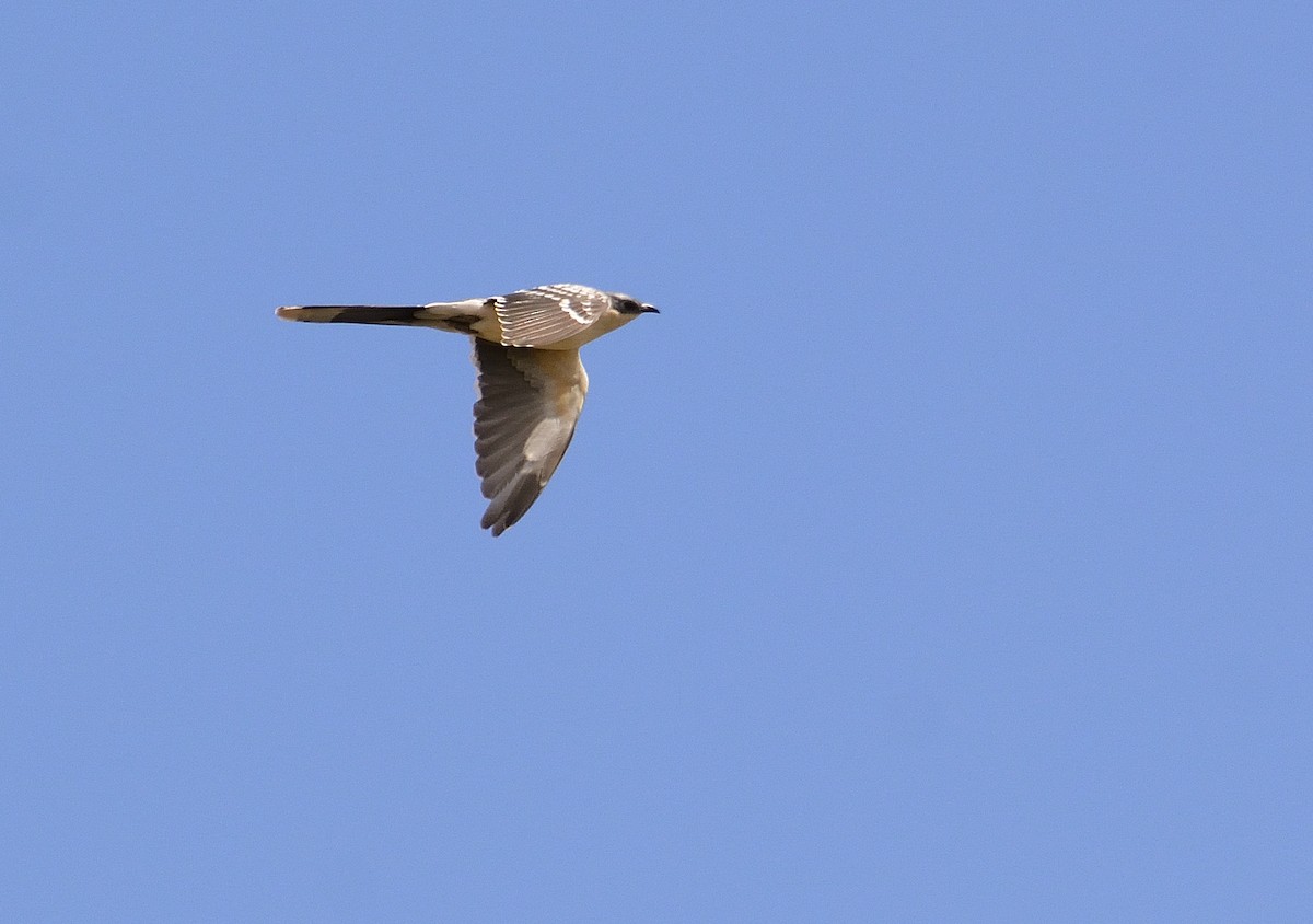 Great Spotted Cuckoo - ML523316741
