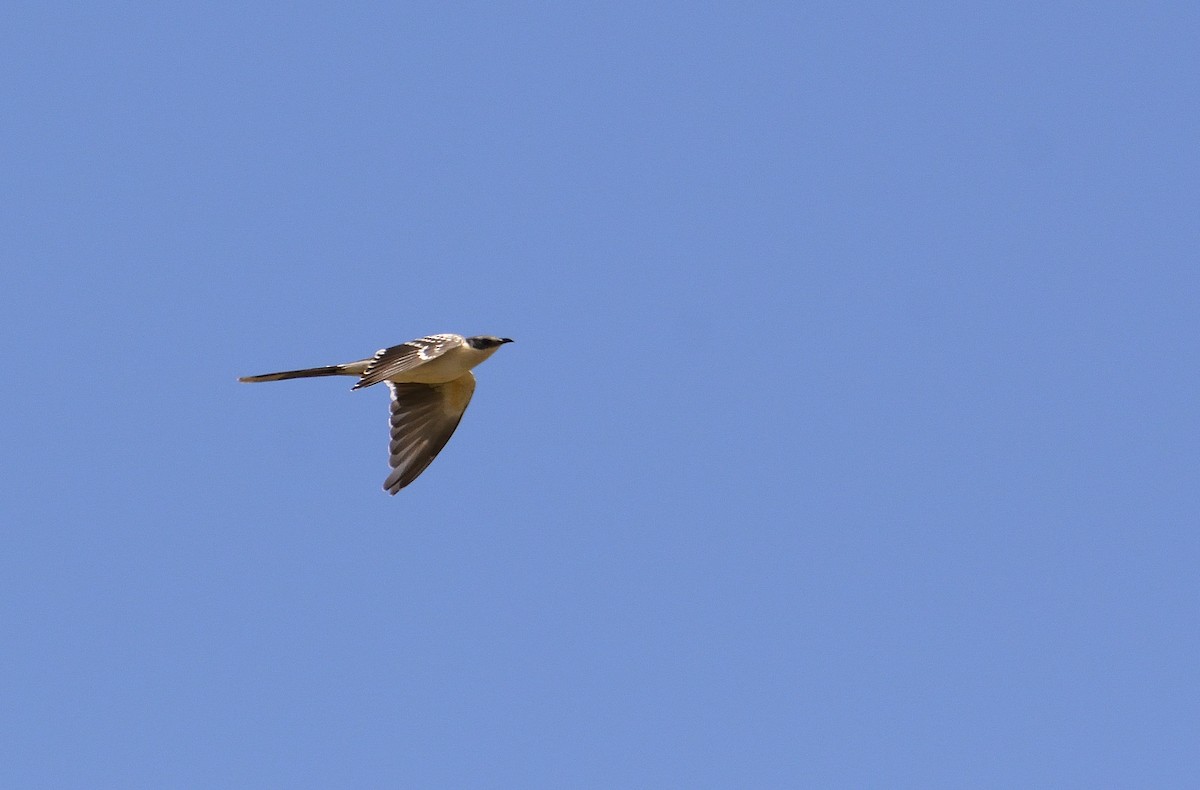 Great Spotted Cuckoo - ML523316761