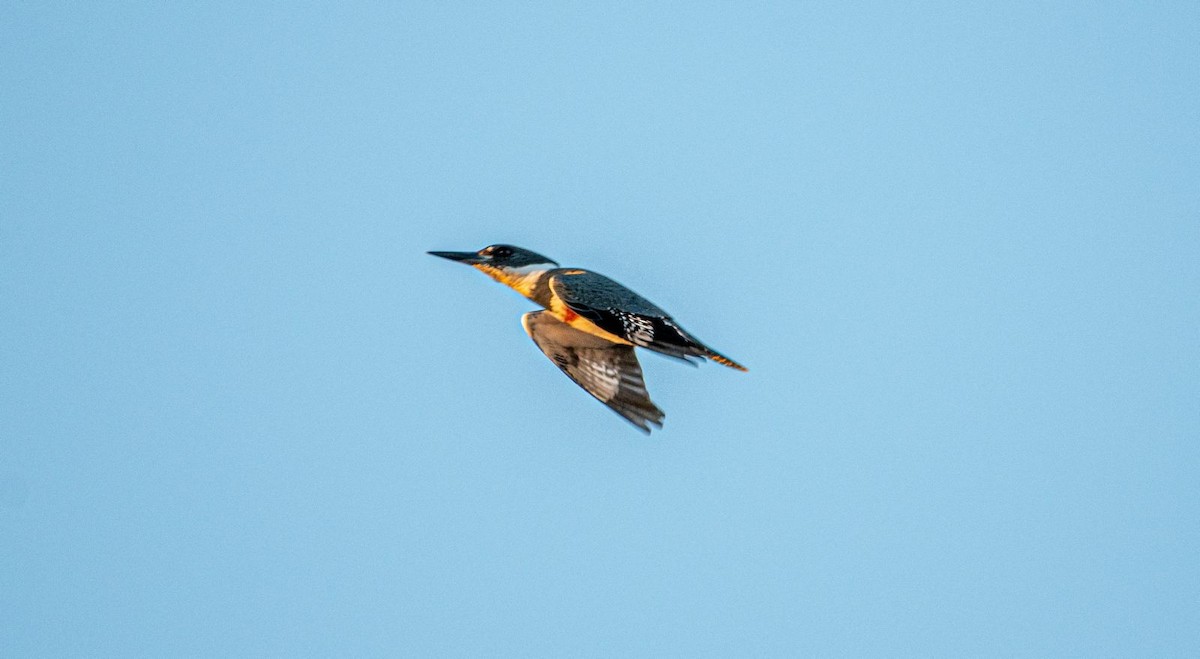 Belted Kingfisher - ML523316791