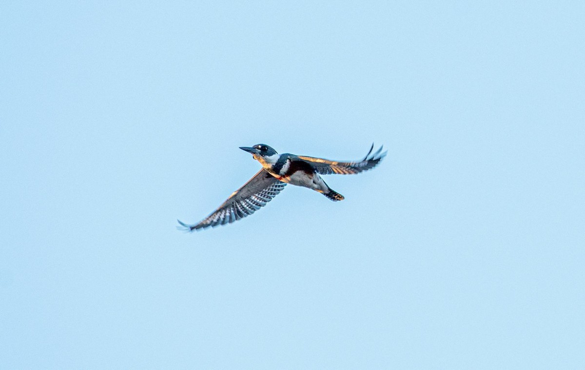 Belted Kingfisher - ML523316801