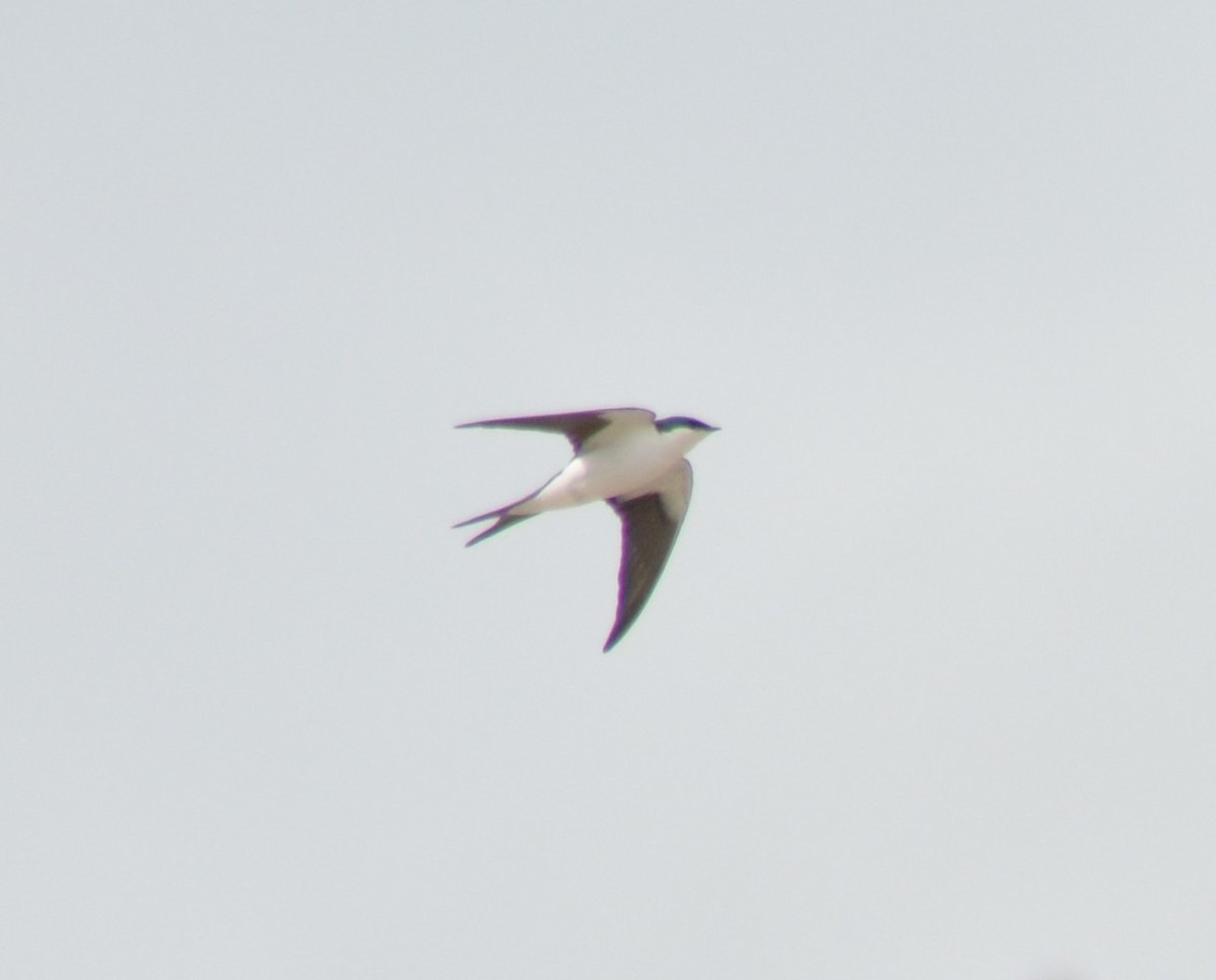 Bahama Swallow - ML52331761