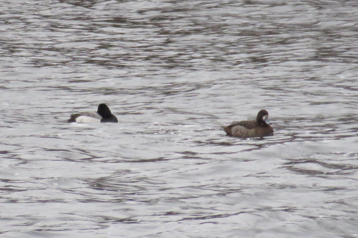 Greater Scaup - ML523319331